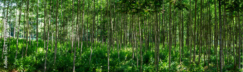 Panorama Wald 