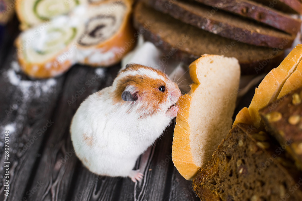 Bread hamsters top