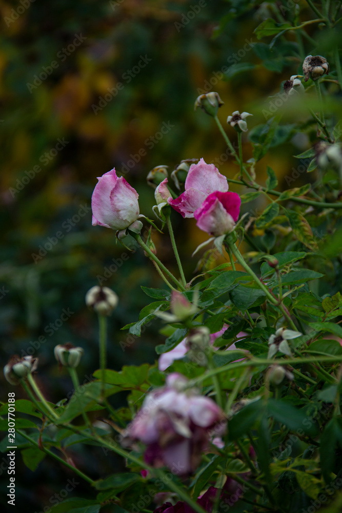 Pink rose buds surrounded by green , still in the garden