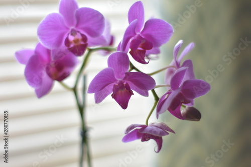 orchid on a green background