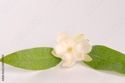 White magnolia flower and green leaf on isolated background.