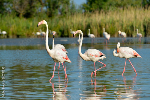 Group of flamingos  Phoenicopterus ruber  in water  in the Camargue is a natural region located south of Arles  France  between the Mediterranean Sea and the two arms of the Rh  ne delta