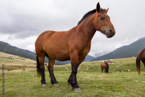Brown horse in semi-freedom in the Pyrenees.