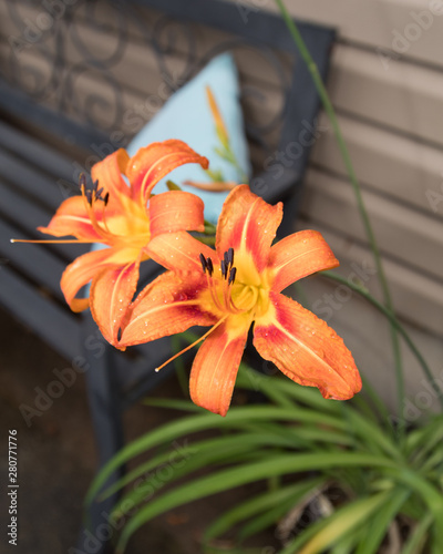Day lilies