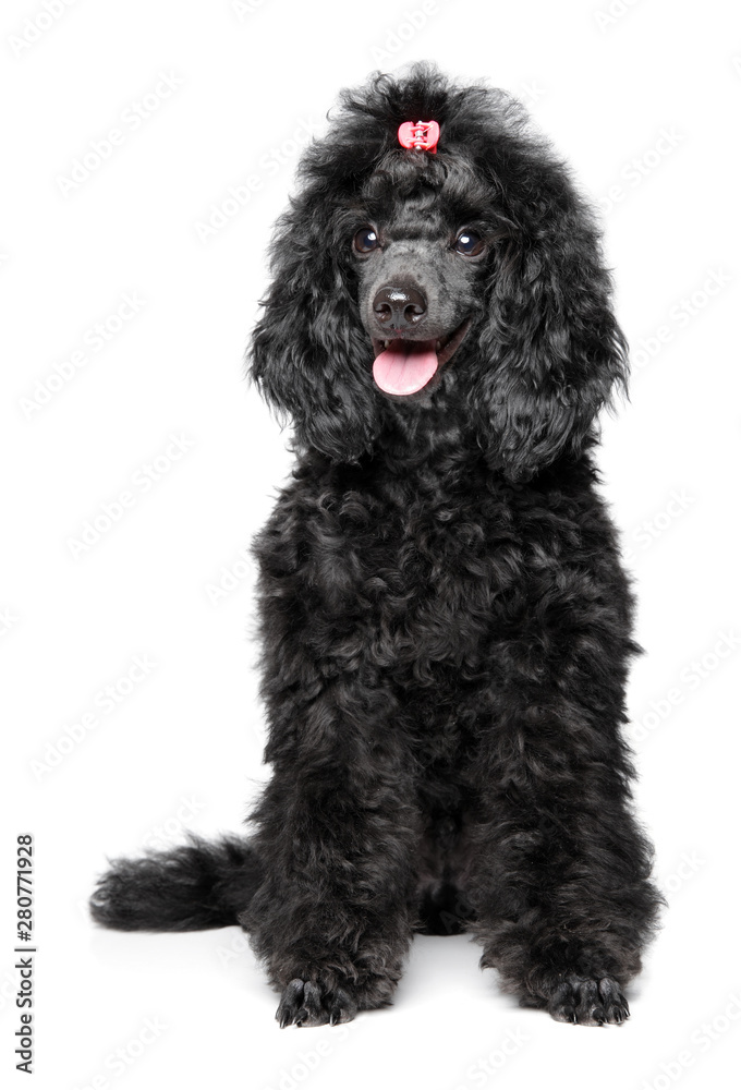 Black Poodle puppy on white background