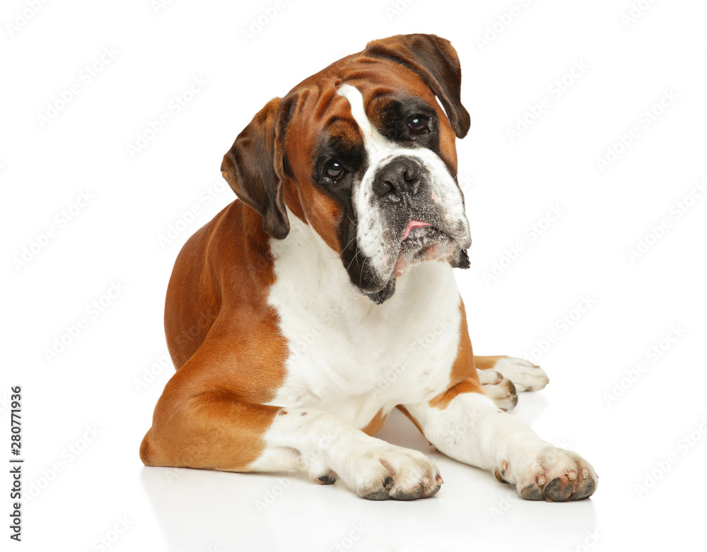Boxer dog lying in front of white background