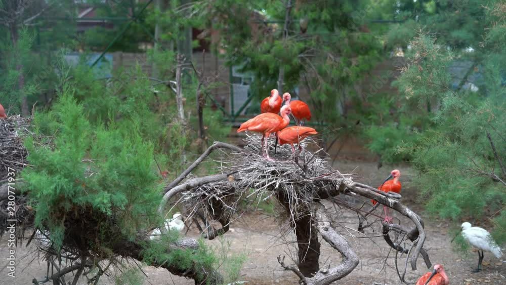 Scarlet ibis (Eudocimus ruber) in the nest. Scarlet ibis (Eudocimus ruber) in the nest.