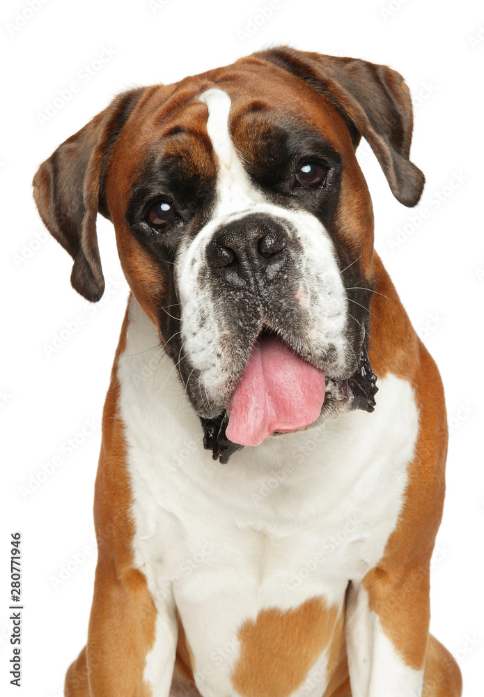 Boxer dog on white background