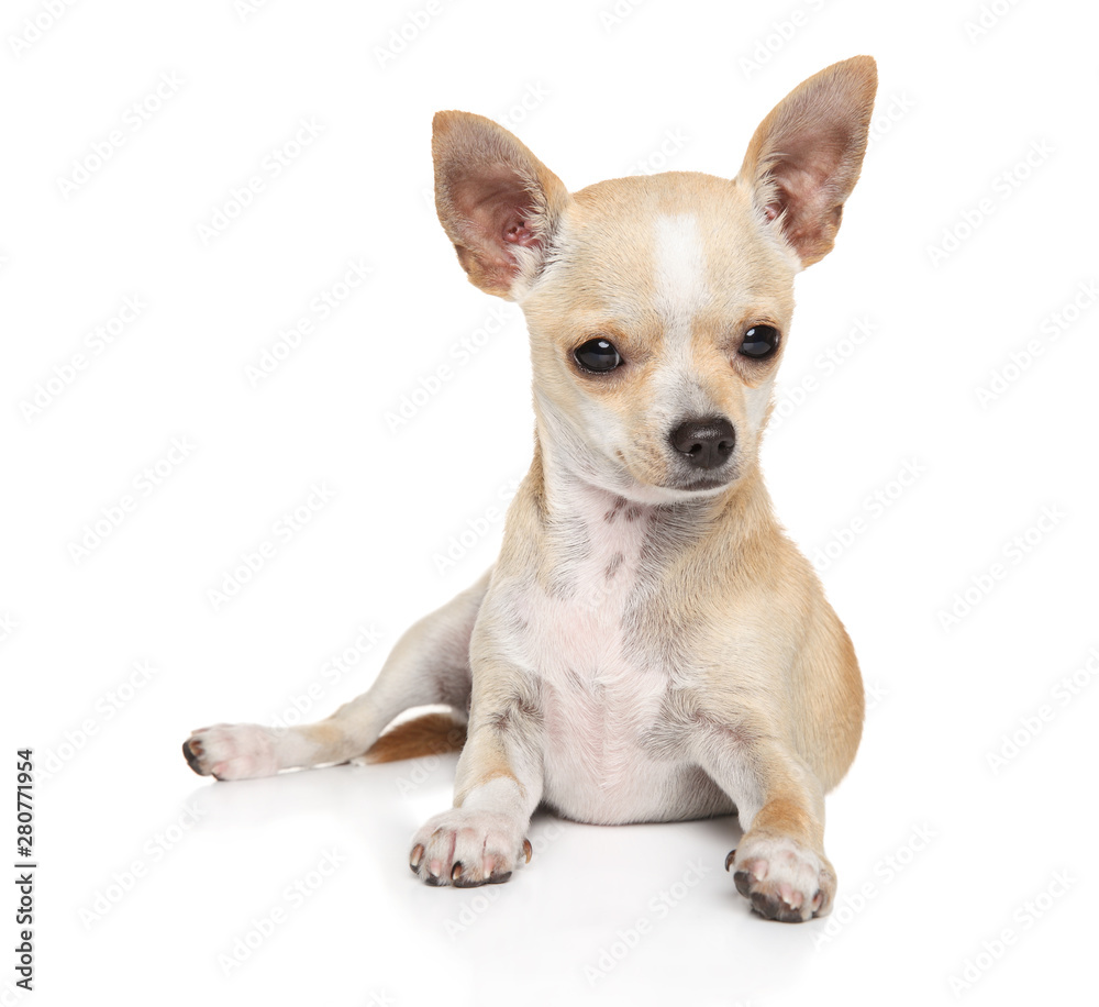 Young Chihuahua dog