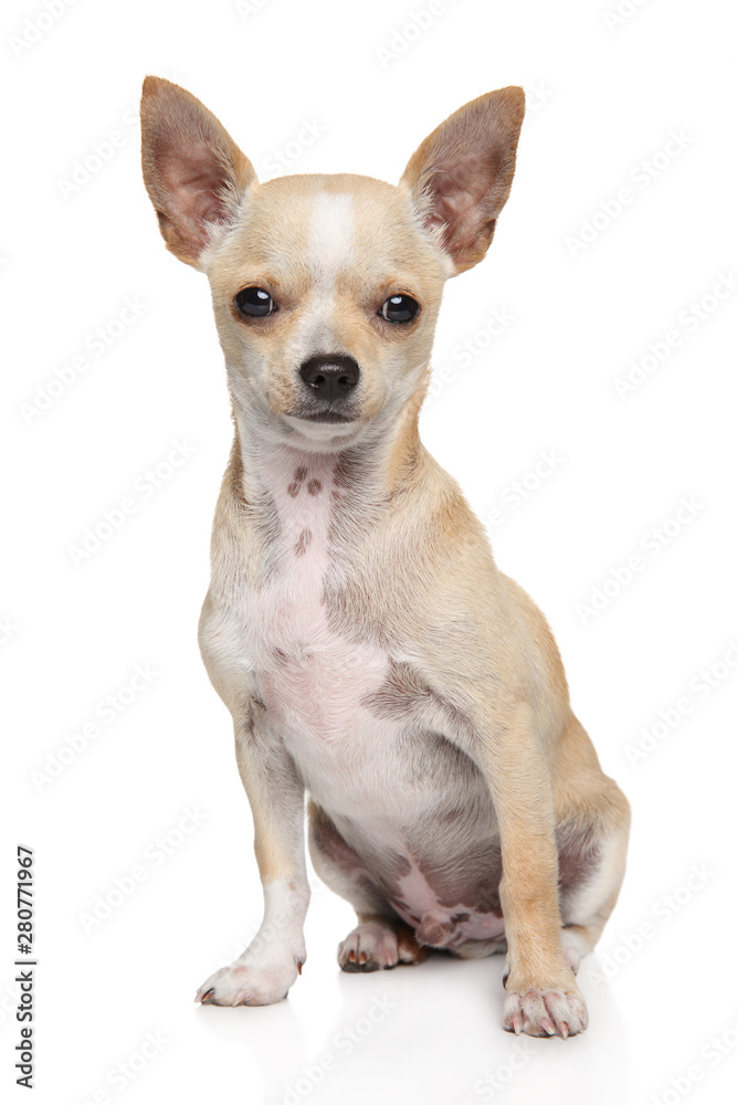 Young Chihuahua dog in front of white background