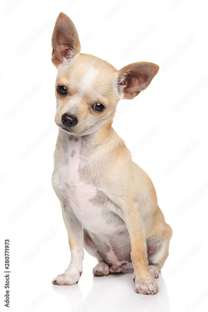 Chihuahua dog sitting on white background