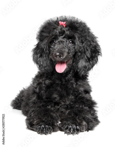 Poodle puppy resting on white background