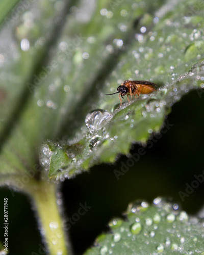 bug on a leaf
