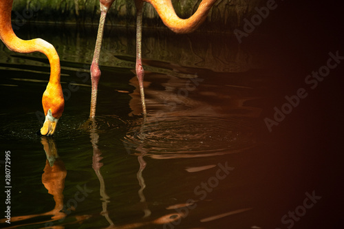Closeup colorful pink Flamingo serching food in wave water  photo