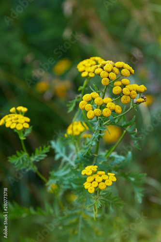 Yellow tansy flowers (Tanacetum vulgare, common tansy, bitter button, cow bitter, or golden buttons) in the green summer meadow. Wildflowers.