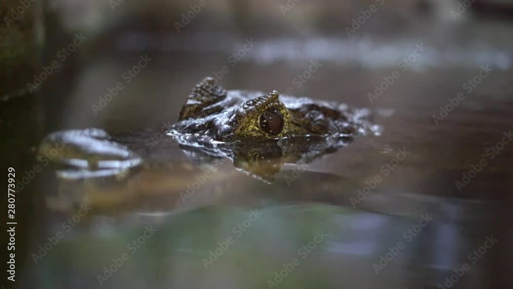 eye of a crocodile above the water while hunting, close up eye of a crocodile above the water while hunting, close up