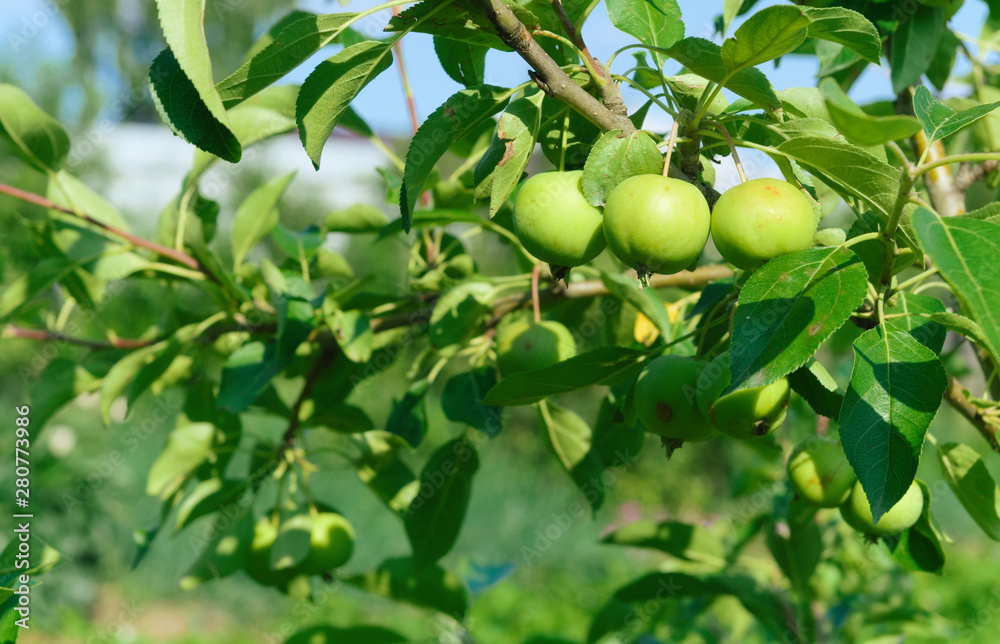 Young green apples ripening on a tree branch. blurred background. Closeup