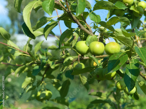 Young green apples ripening on a tree branch. blurred background