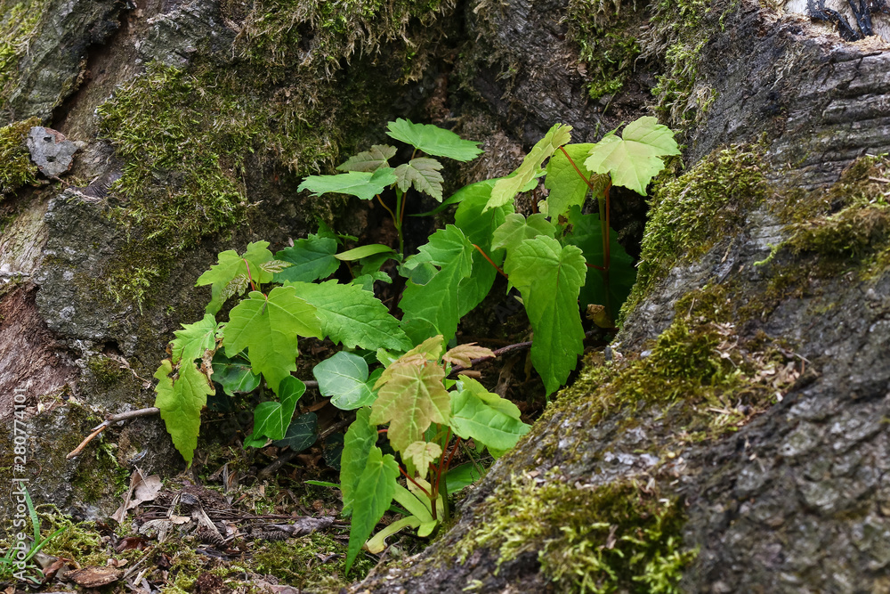Austrieb eines Ahornbaumes in einem gefällten Baumstumpf, Acer Austrieb eines Ahornbaumes in einem gefällten Baumstumpf, Acer