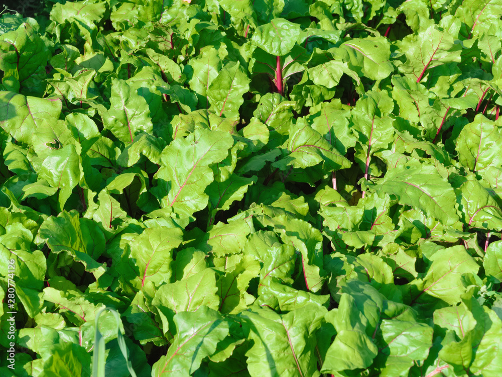 Beet, green leaves growing in the garden, background, young vegetables. Household Beet, green leaves growing in the garden, background, young vegetables. Household
