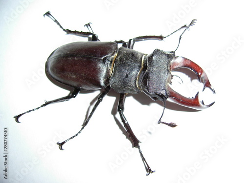 beetle isolated on white background