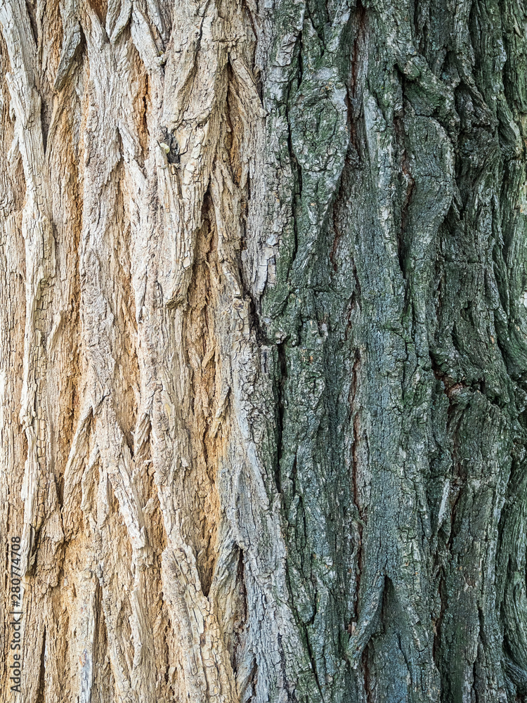 Fototapeta premium tree bark close up - texture, gradient: from beige to dark green