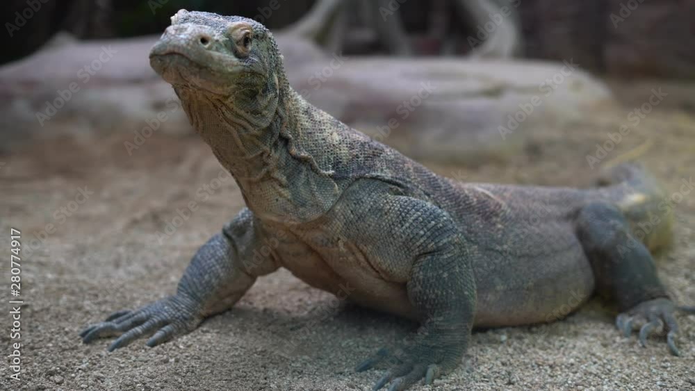 Komodo Dragon (Varanus komodoensis), close up. Komodo Dragon (Varanus komodoensis), close up.