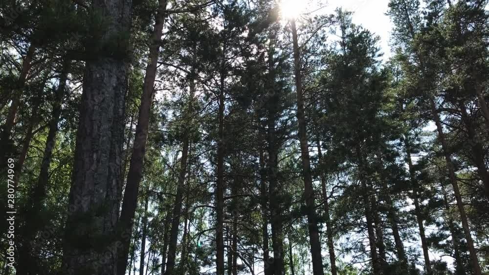 Walking day in forest. Trees branches, green grass, blue sky and freshness air. Beautiful summer nature. Walking day in forest. Trees branches, green grass, blue sky and freshness air. Beautiful summer nature.