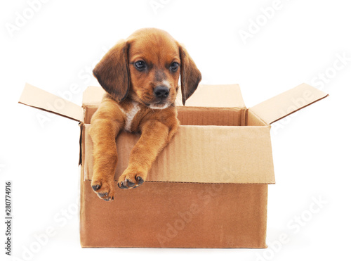 One little dog in the box.