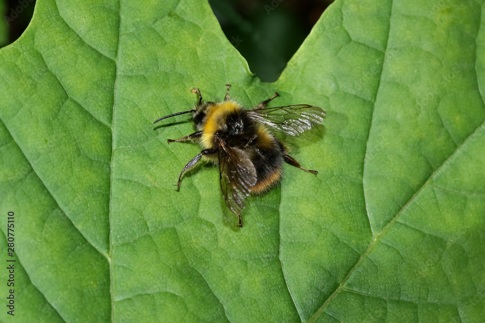 Wiesenhummel, Hummel, Bombus pratorum Wiesenhummel, Hummel, Bombus pratorum