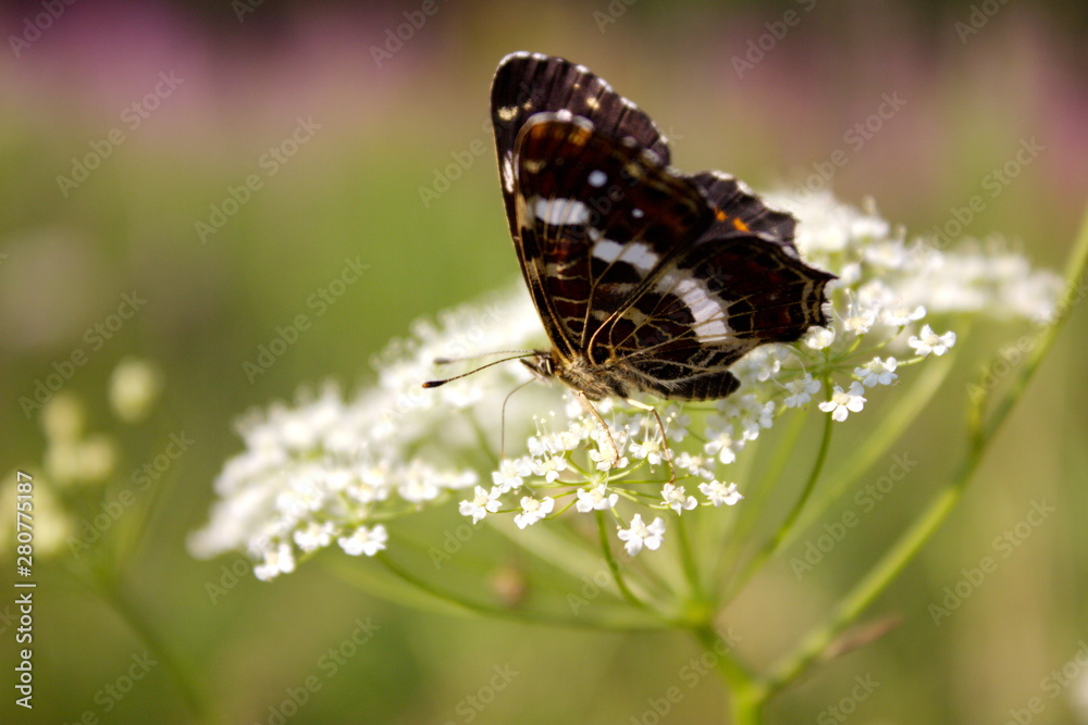 Beautiful butterfly on a flower lit by the sun closeup. A beautiful butterfly resting on a white flower. Beautiful butterfly on a flower lit by the sun closeup. A beautiful butterfly resting on a white flower.