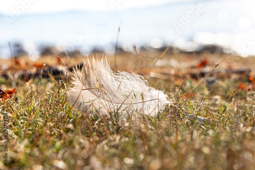 close up of light white bird feather on tundra grass next to a beach with a blurred background photo