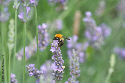 Bumble bee on purple lavender  © Jenny