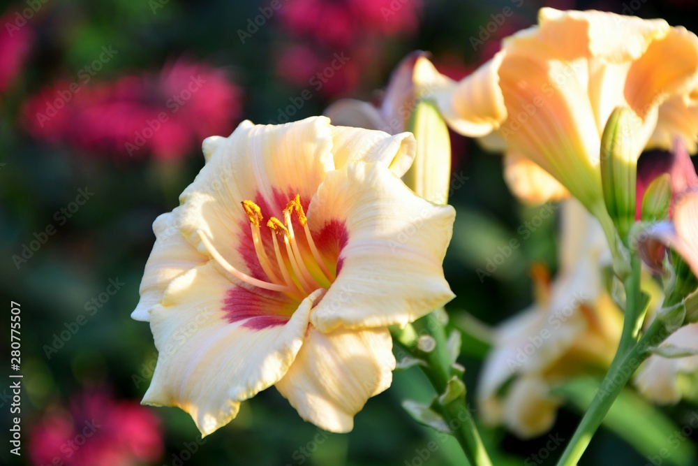 Creamy and red daylily  in the garden close-up