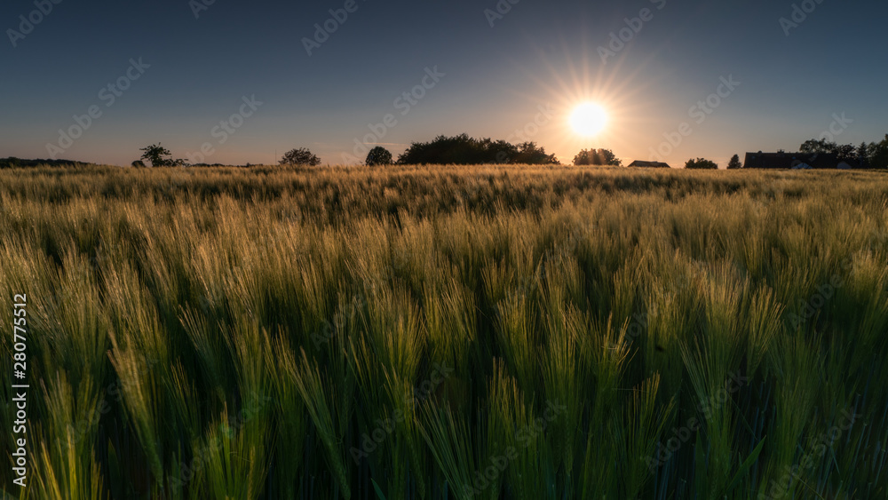 Sundown over a corn field Sundown over a corn field