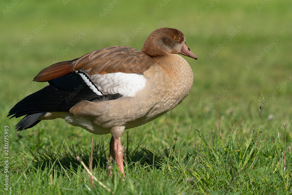 Nile Goose, Alopochen aegyptiaca Nile Goose, Alopochen aegyptiaca