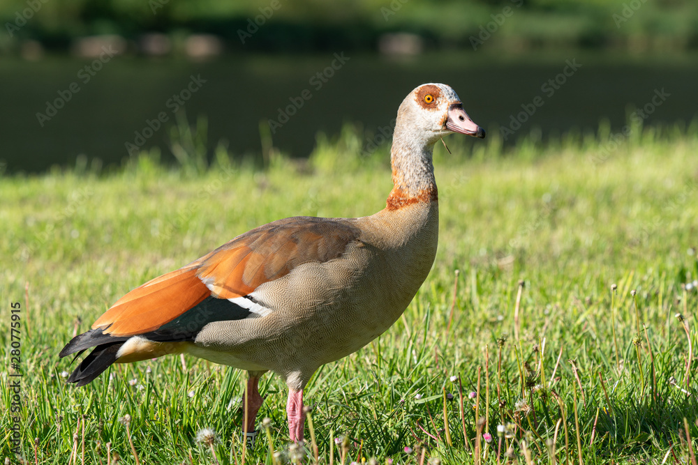 Nile Goose, Alopochen aegyptiaca