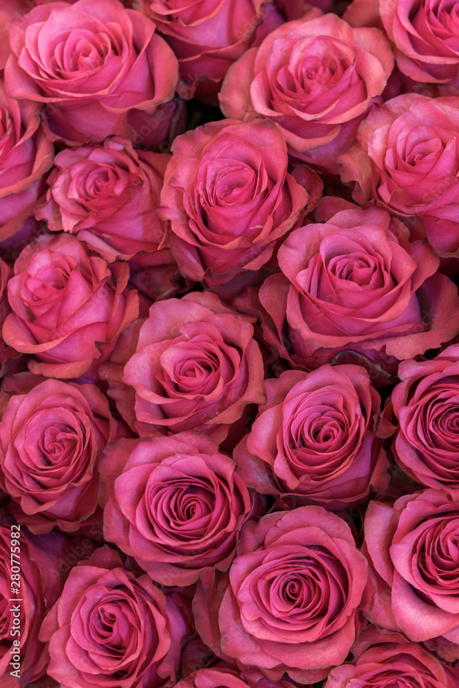 Background of pink and peach roses. Fresh pink roses. A huge bouquet of flowers. The best gift for women. vertical photo Background of pink and peach roses. Fresh pink roses. A huge bouquet of flowers. The best gift for women. vertical photo