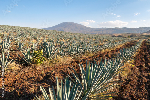 Obraz na płótnie Agave fields in Tequila, Jalisco, Mexico w salonie