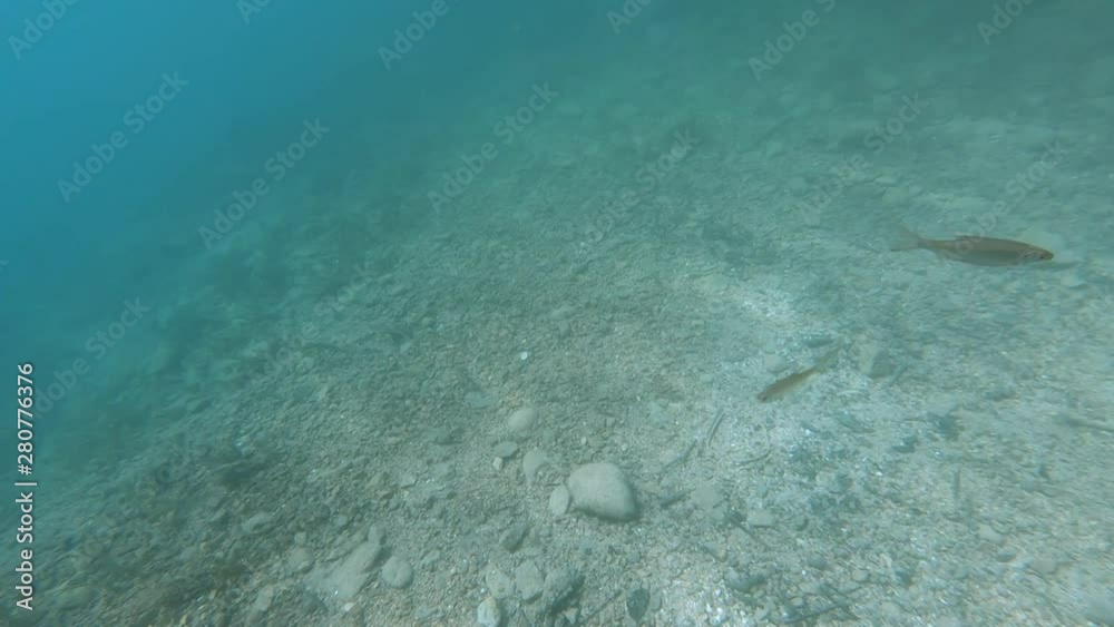 SLOWMO Underwater view of lake Bled bed with fish swimming SLOWMO Underwater view of lake Bled bed with fish swimming