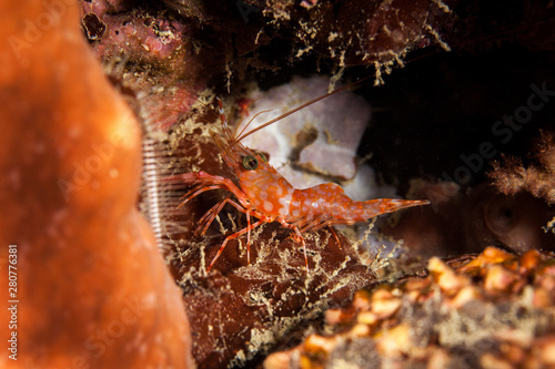 Reef shrimp at night, Cinetorhynchus sp. photo