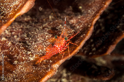Reef shrimp at night, Cinetorhynchus sp. photo
