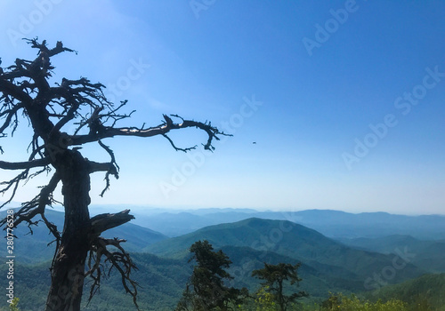 Old weathered pine tree on a mountain peak overlooking the Smoky Mountains