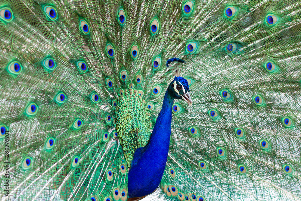 Obraz premium Stunning indian male peacock with open wings showing all its blue eyes over green plumage.