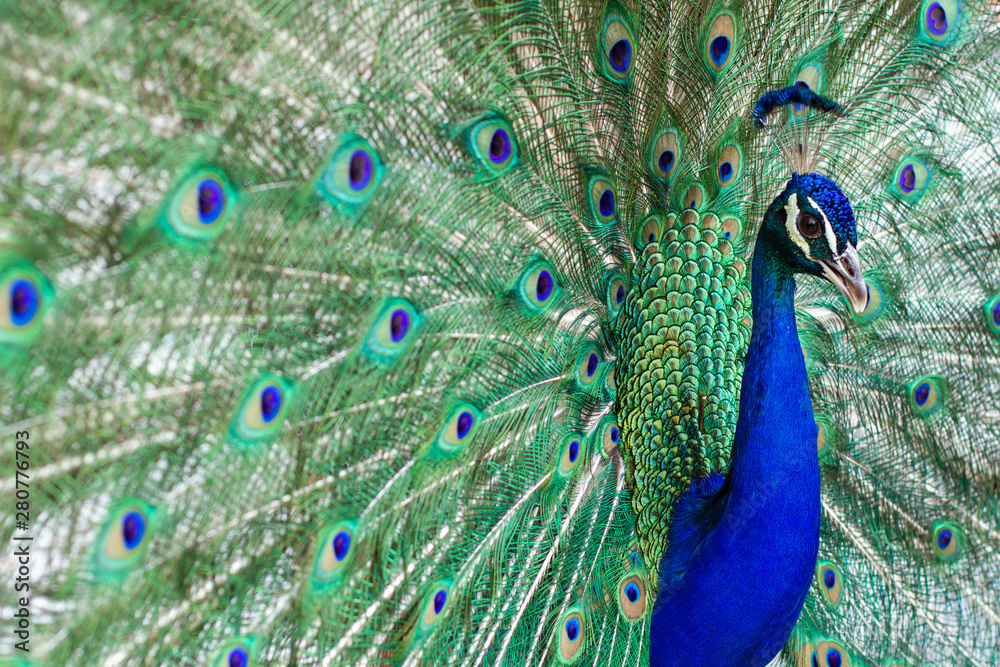Obraz premium Stunning indian male peacock with open wings showing all its blue eyes over green plumage.