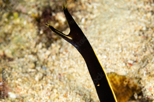 Ribbon eel, Rhinomuraena quaesita, also known as the leaf-nosed moray eel or bernis eel photo