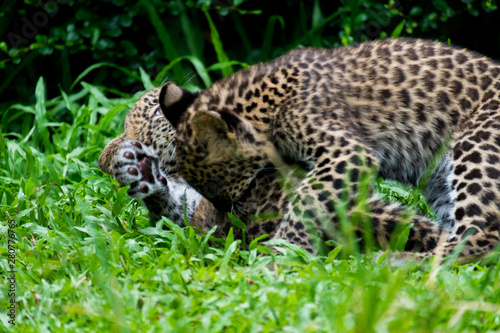 couple baby leopard playing in wildlife breeding station.