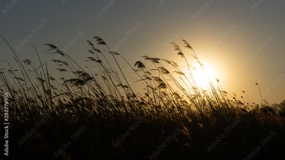 the reed is blowing on the wind background of the sun