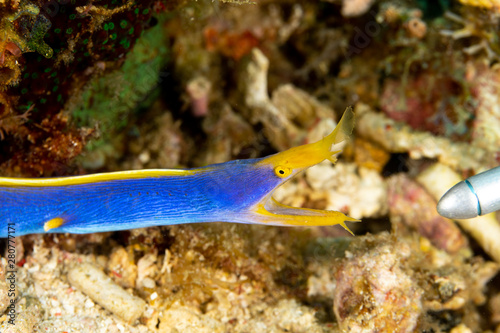 Ribbon eel, Rhinomuraena quaesita, also known as the leaf-nosed moray eel or bernis eel photo