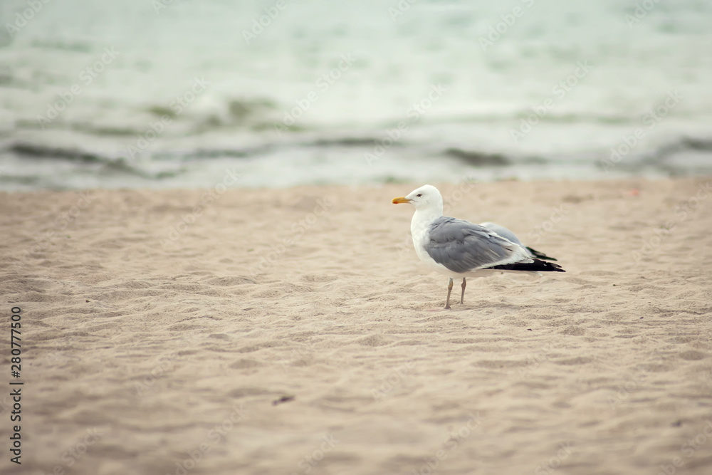 A seagull bird on the beach at sunset A seagull bird on the beach at sunset